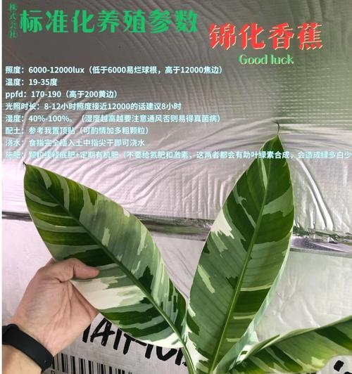 植物锦化培养方法是什么？如何确保锦化效果？