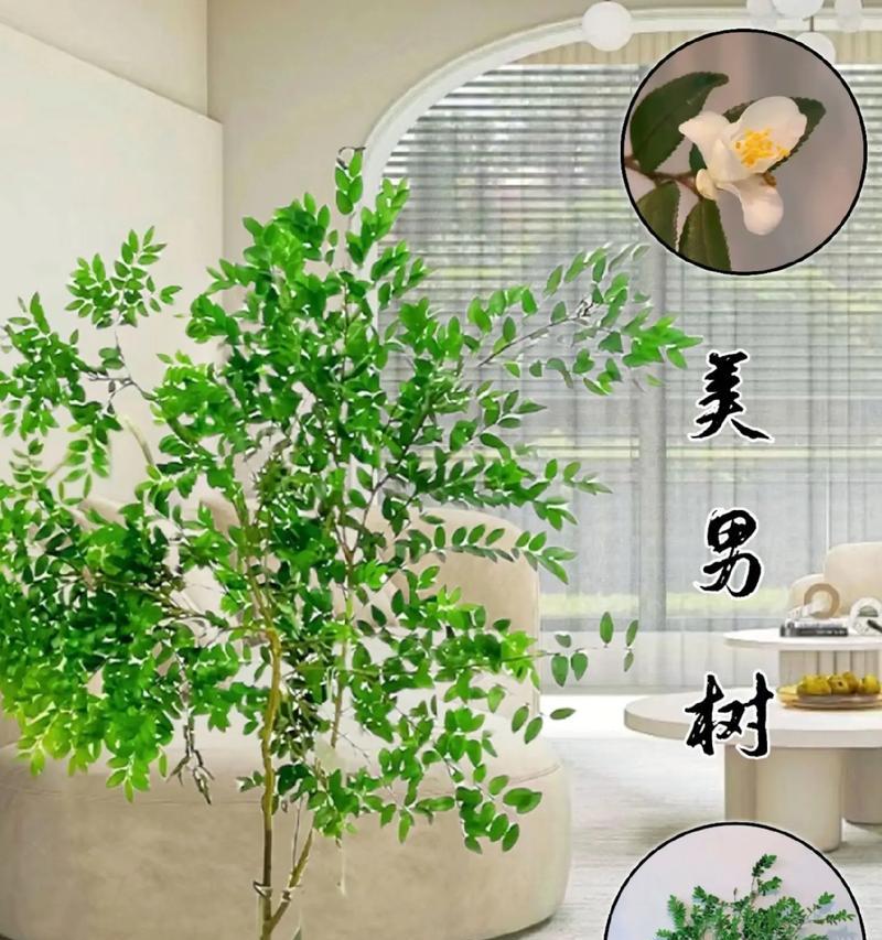 美式植物有哪些代表性名称？这些植物的特点是什么？