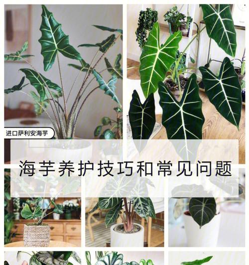 台风过后如何正确养护植物？有哪些特别的养护技巧？