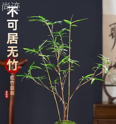 大竹子花卉盆栽怎么养护？养护技巧有哪些？