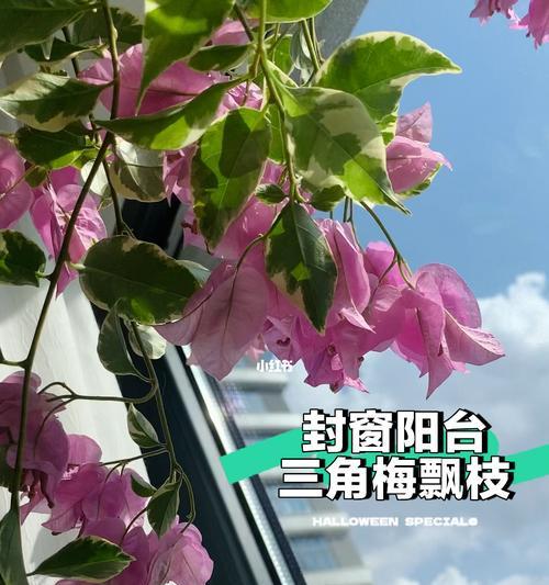 花期长垂吊花卉有哪些？如何选择适合悬挂种植的花卉？