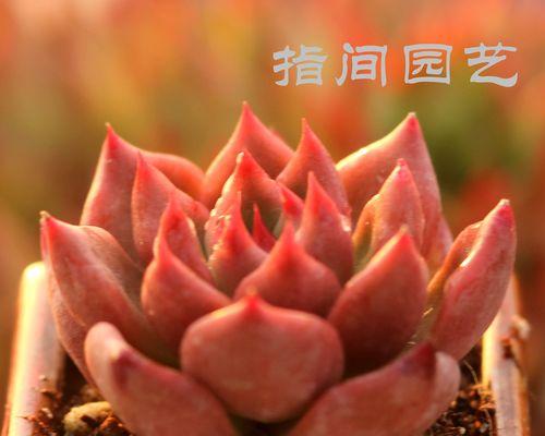 亚库那植物有何特性？它在园艺中的应用是什么？