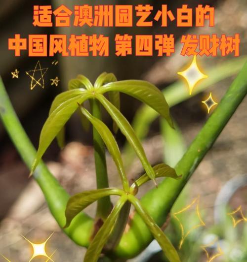 亚库那植物有何特性？它在园艺中的应用是什么？