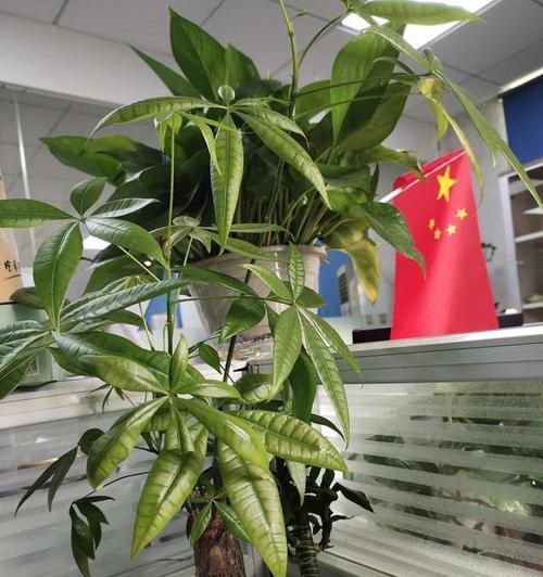 店面摆放哪些花卉有助于风水？它们的摆放位置有何讲究？