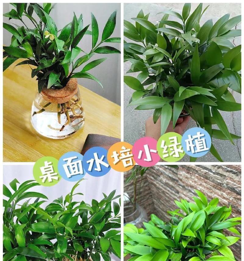 卧室适合哪些水养植物？