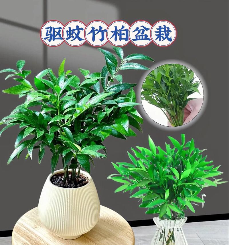 卧室适合哪些水养植物？