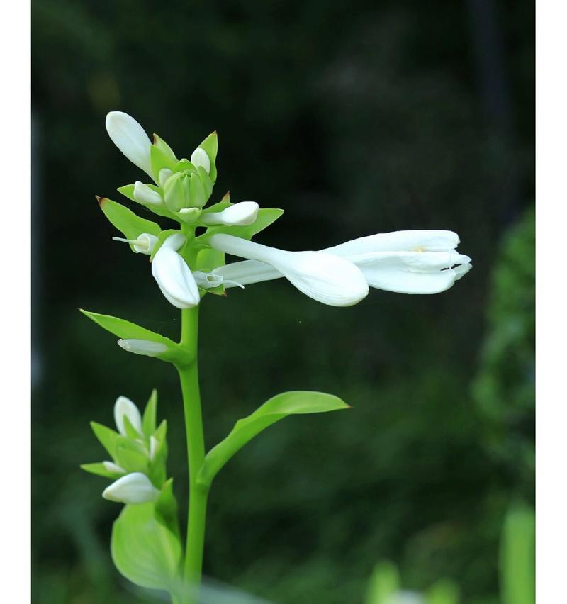 玉簪是什么类型的花？玉簪有哪些特点？