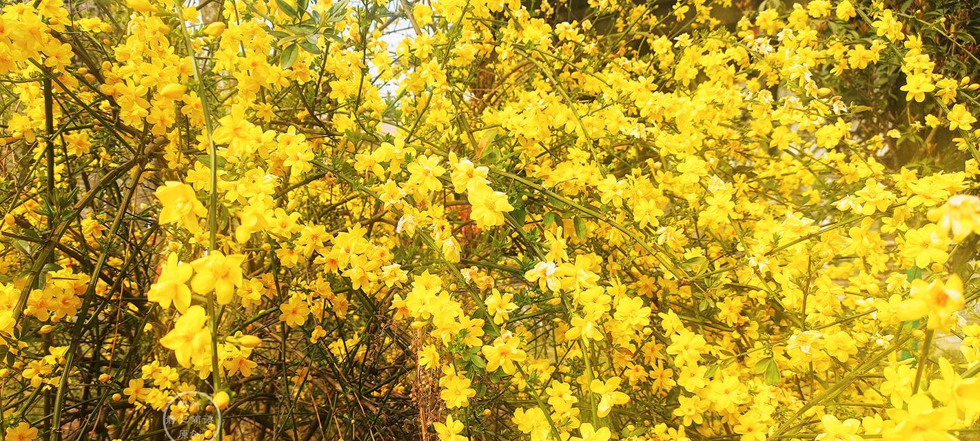 哪里可以找到温水花卉市场？温水花卉市场有哪些特色？