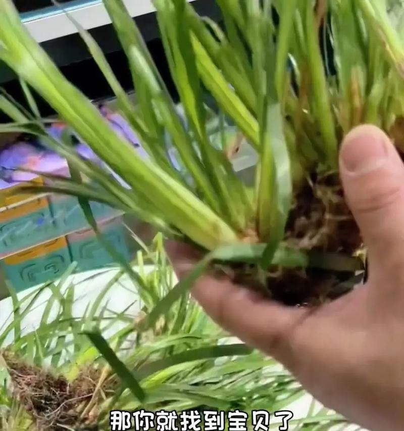 水养菖蒲植物怎么养？菖蒲植物的水养方法有哪些？