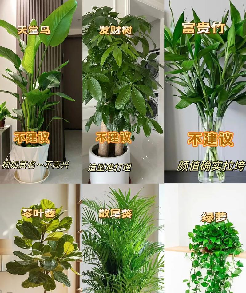 室内摆放植物有哪些风水禁忌？