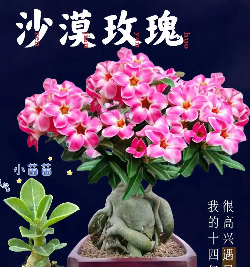 热季种植花卉有哪些好处？如何选择适合热季的花卉？