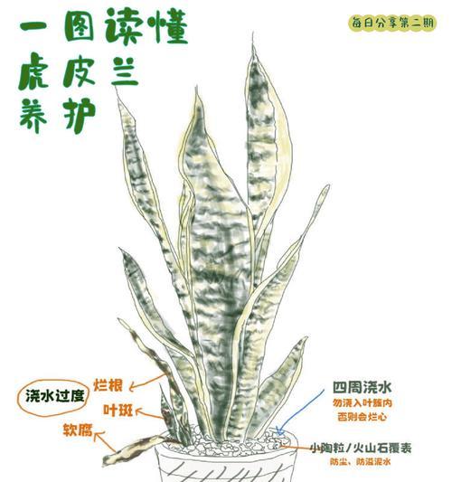 网红植物盆栽带草坪的叫什么？它们的养护方法是什么？