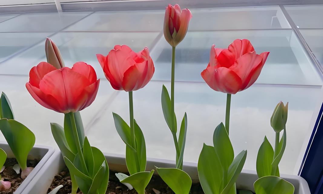 种花卉的女性代表人物有哪些？她们对花卉种植有哪些贡献？