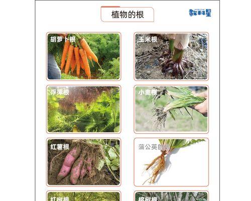 植物茎属于什么植物的部位？它在植物生长中起什么作用？