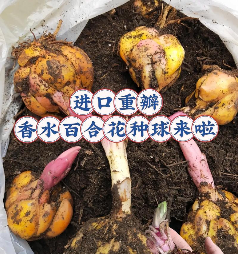 百合种球外露种植需要注意什么？