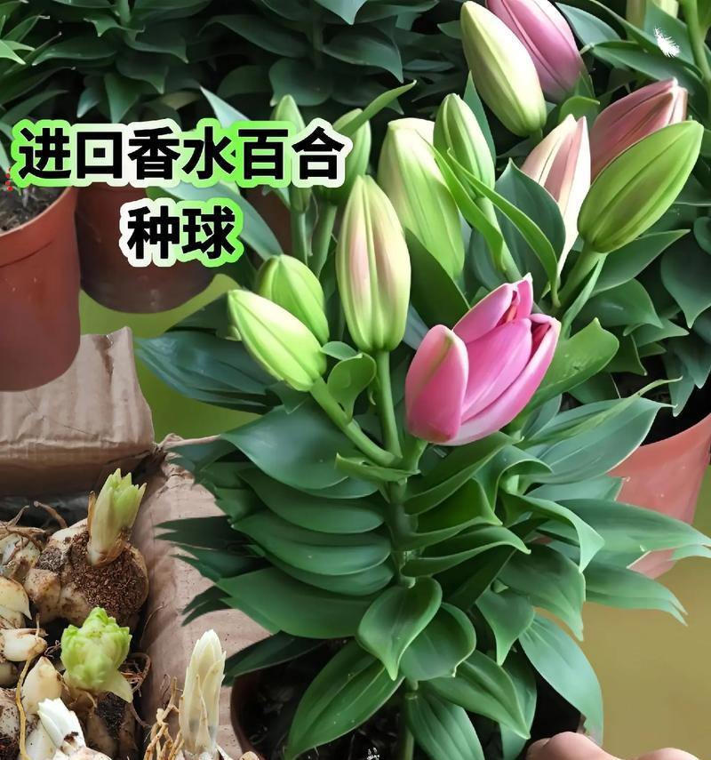 百合种球外露种植需要注意什么？