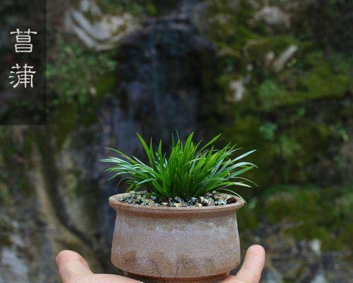 虎须水培植物的养殖技巧有哪些？虎须水培植物的常见问题是什么？