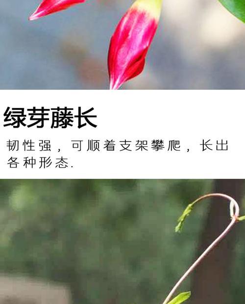 大号绿植盆栽的养护方法是什么？如何保持其健康生长？