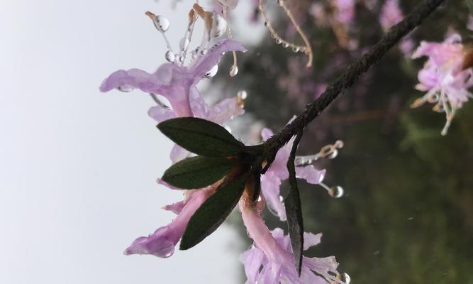 哪些花卉适合种植在水坑里？它们的养护技巧是什么？