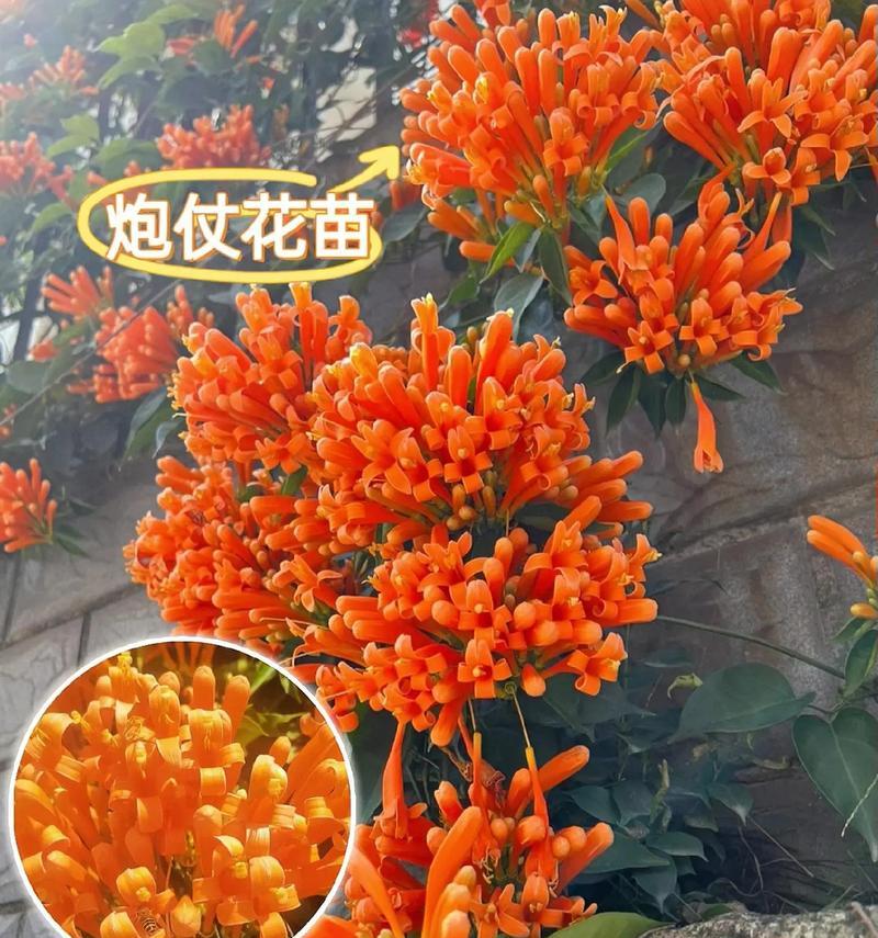 四季花卉适合哪些盆栽花盆？