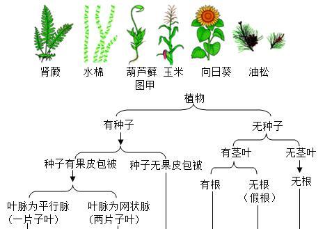 红娘植物的养护方法是什么？它有哪些特别的生长需求？