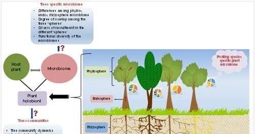 白云植物功能是什么？它们在生态系统中扮演什么角色？