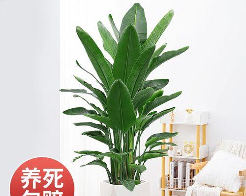 客厅大盆栽植物土表面应该铺什么？有什么好处？