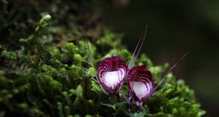 大理绿植花卉有哪些名字？这些花卉的特性是什么？