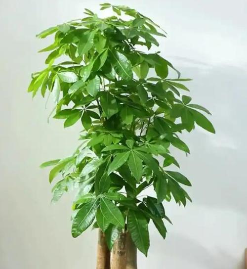 乔迁新居时适合摆放哪些植物？这些植物有何风水寓意？