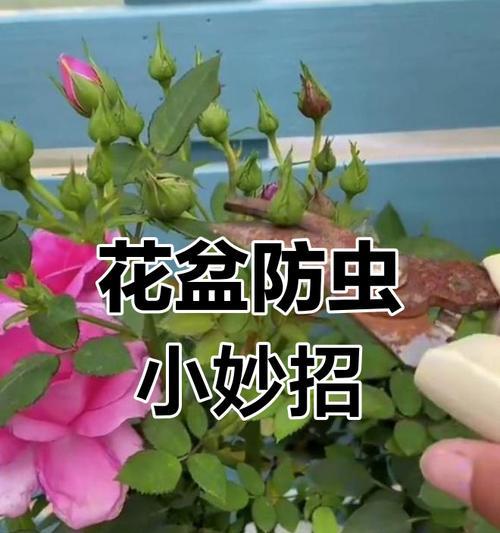 如何有效消灭害虫？有哪些安全的杀虫方法？