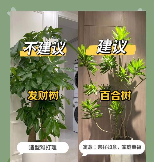 哪些大棵植物最容易养活？养护它们的要点是什么？