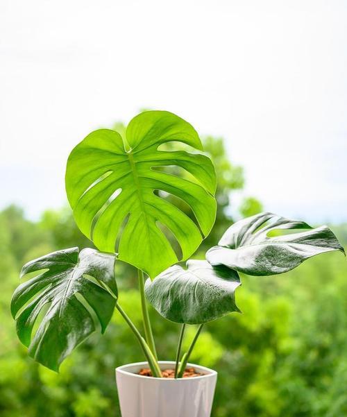 哪些室内植物能有效净化空气？