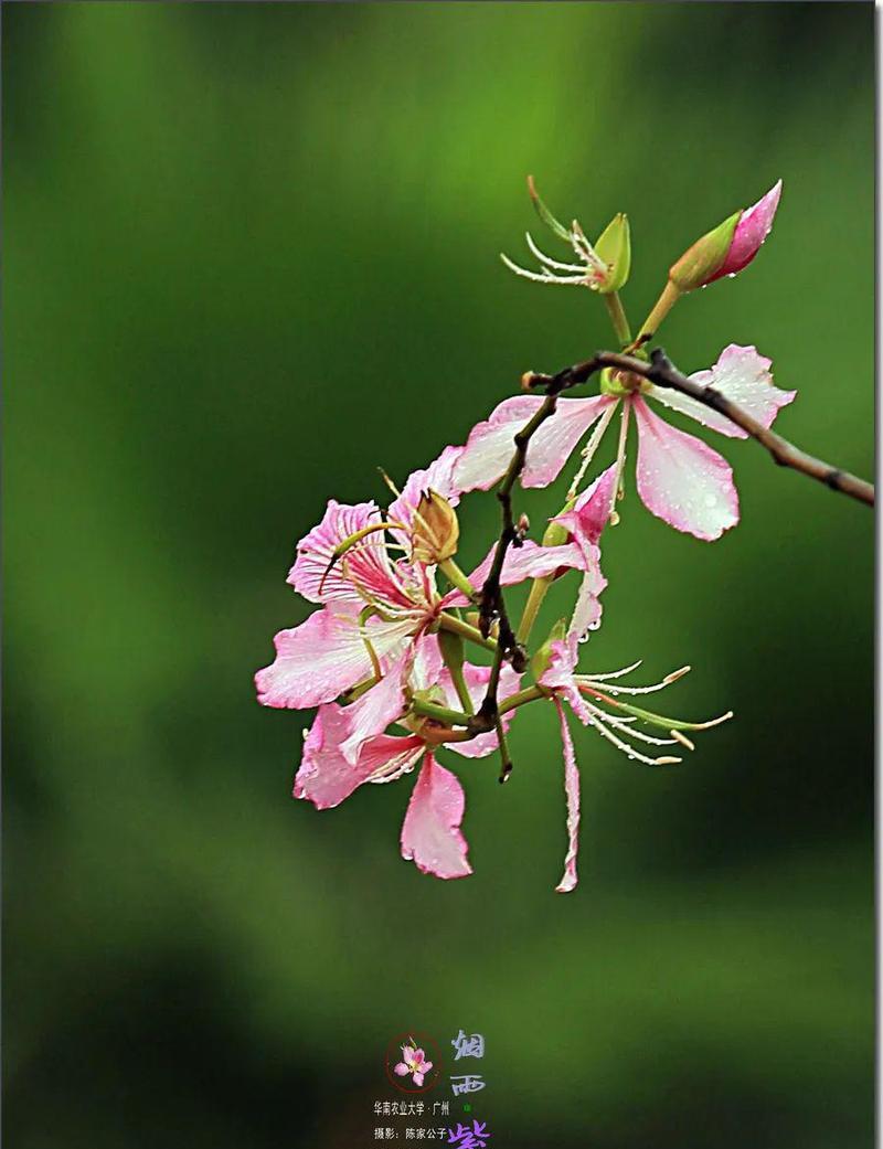 暮春时节的代表性花卉有哪些？它们各自有何特点？