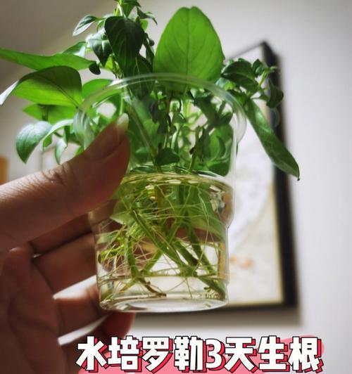 桃树水培生根液怎么用？使用过程中应注意什么？