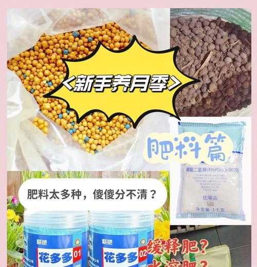 月季植物肥料的正确使用方法是什么？