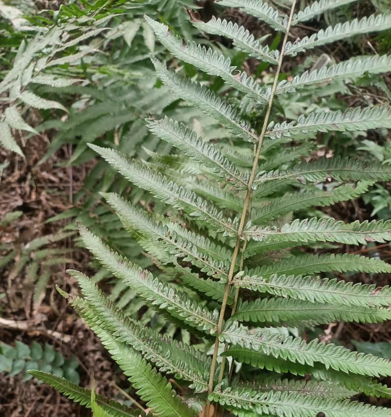 植物纯育技术的含义是什么？