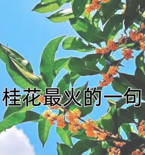 桂花的花语有哪些？它通常象征着什么？