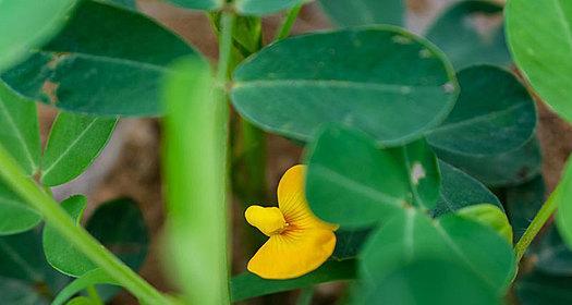 花生花语有何深意？花生开花代表什么？