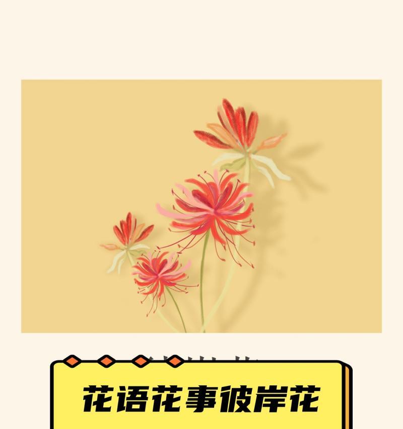 比岸花的花语及其象征意义是什么？