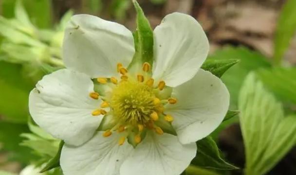 草莓花语代表什么情感？草莓花语在不同文化中的含义是什么？