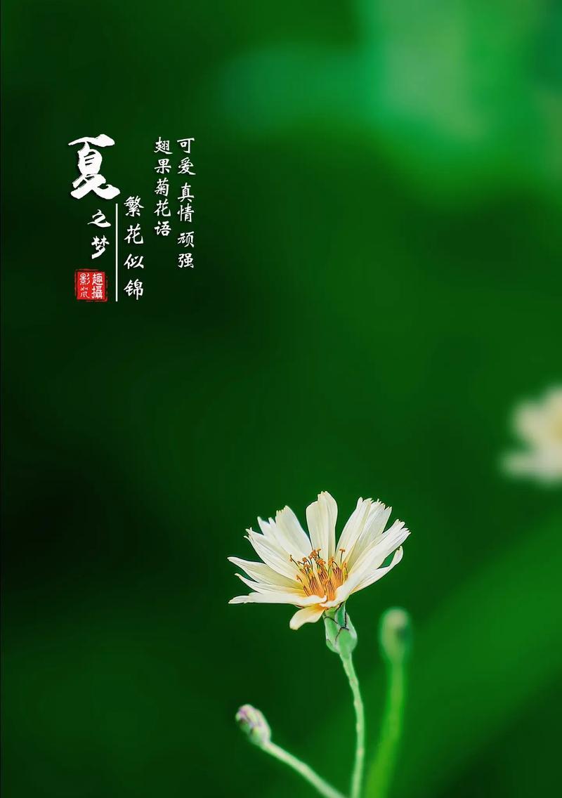 菊花的花语是什么？