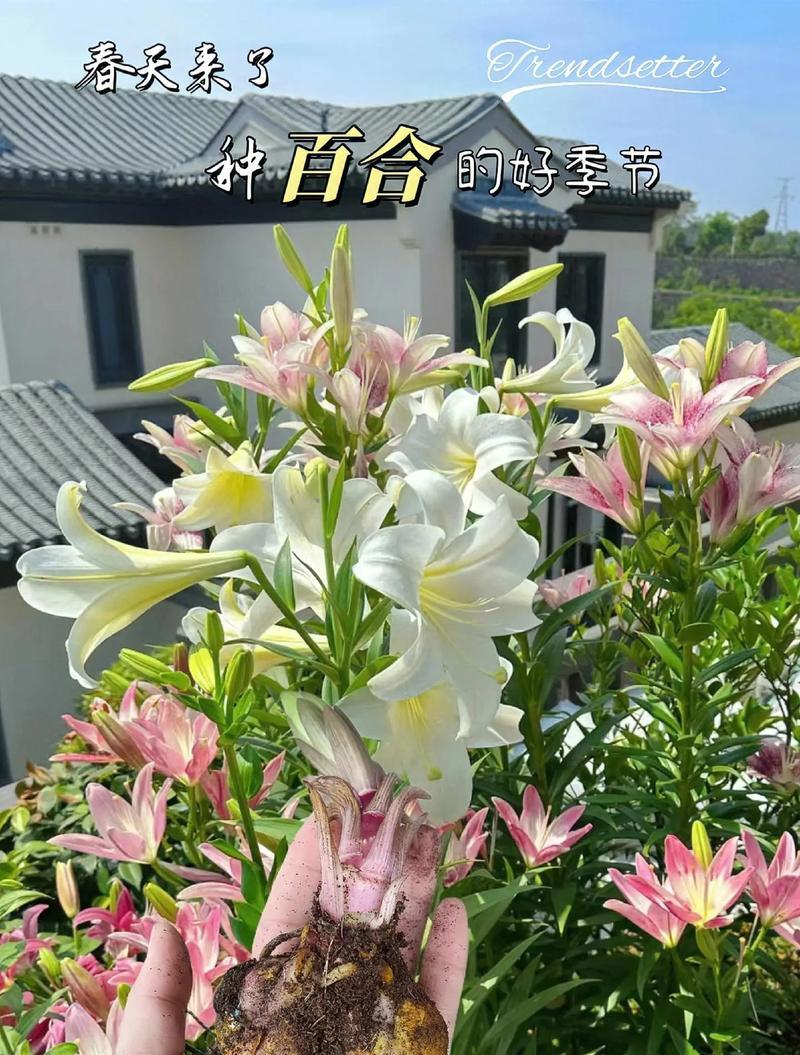 剪指甲时送百合花有何暗示？