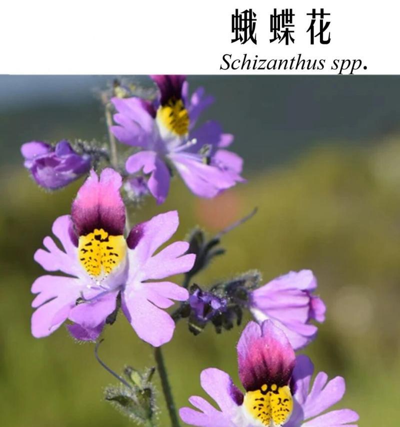 蝶花的花语及其象征意义是什么？