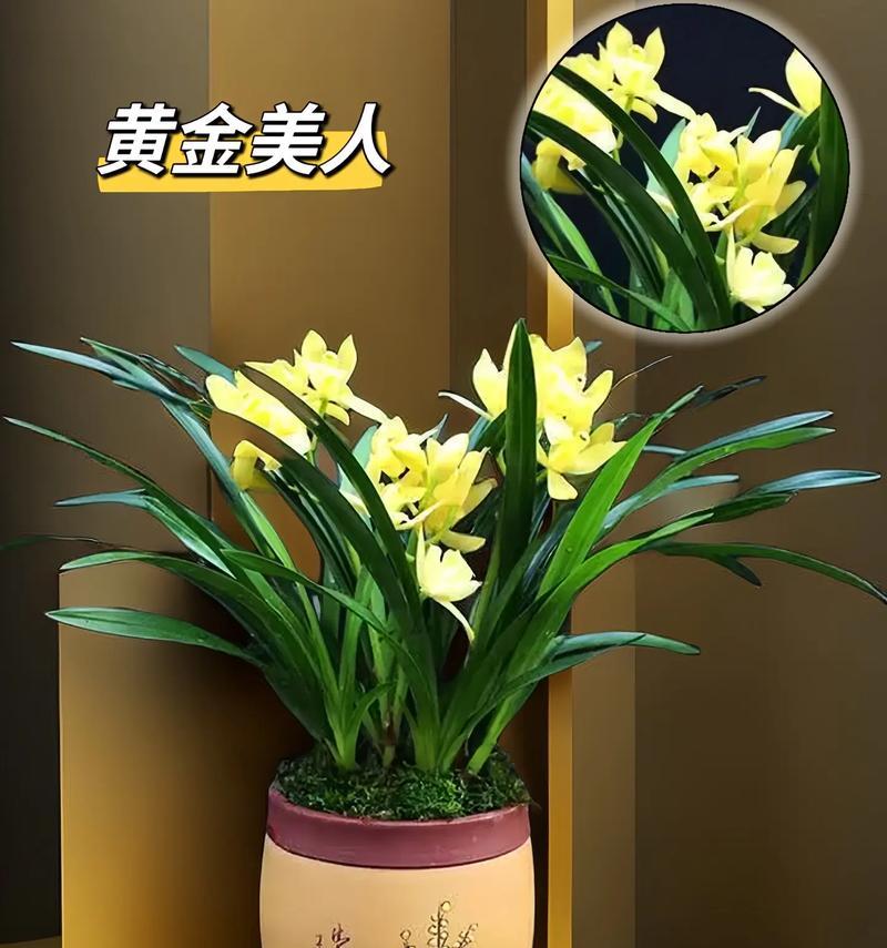 “解花语”具体指的是什么？了解花语有什么好处？