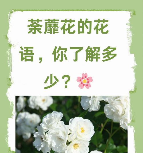 “解花语”具体指的是什么？了解花语有什么好处？