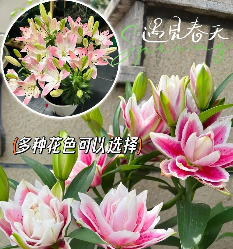 一枝多朵百合花代表什么？百合花的花语有哪些？