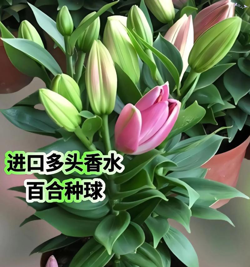 一枝多朵百合花代表什么？百合花的花语有哪些？