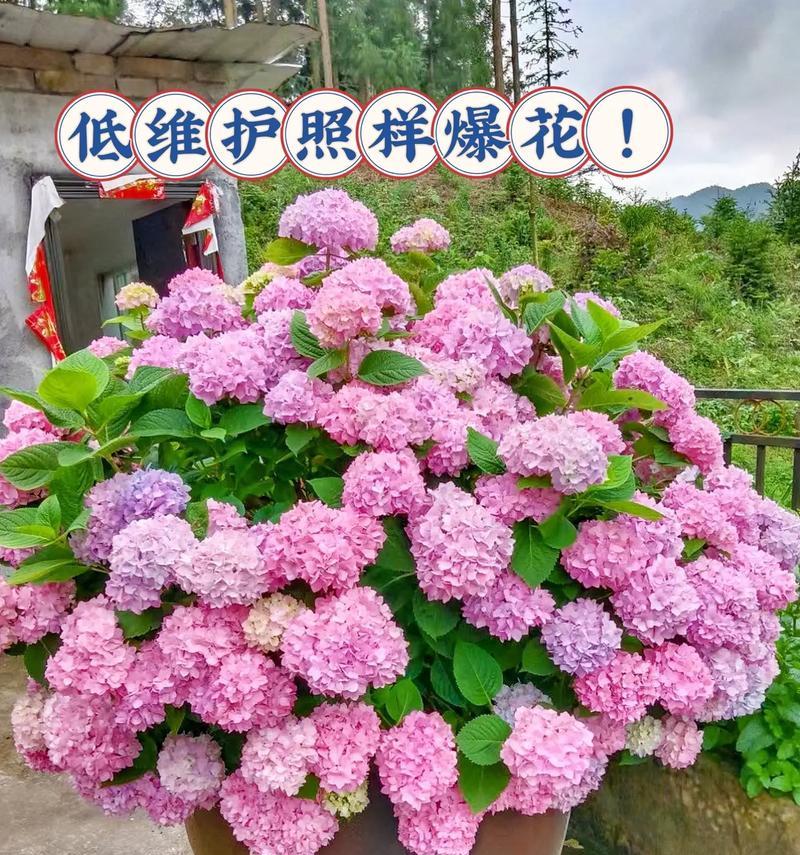 低维护的花卉指的是什么？低维护花卉的特点是什么？