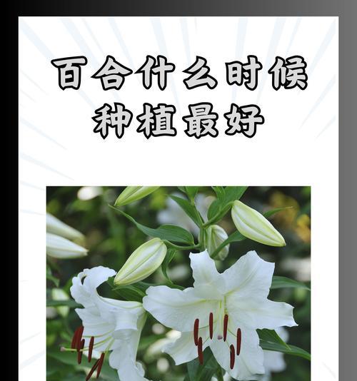 佳缘与百合花在花语上有何不同？