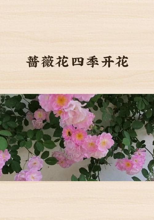 哪种花代表着恋人的花语？